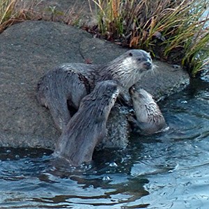 A family of Otters - Lutra-lutra © John Muddeman